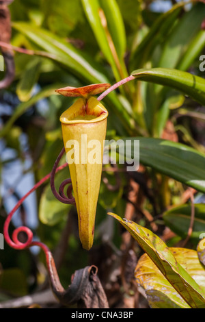 Nepenthes, piante carnivore endemica al sud del Madagascar Foto Stock