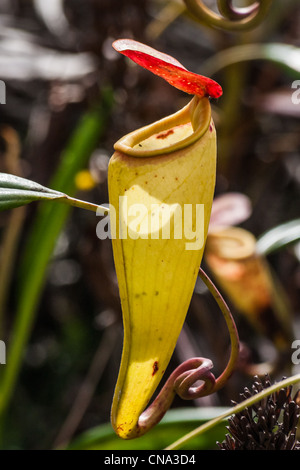 Nepenthes, piante carnivore endemica al sud del Madagascar Foto Stock