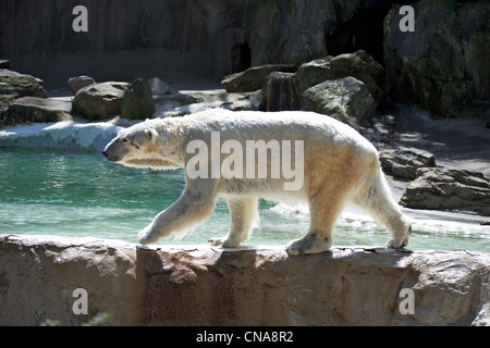 Orso polare fa una passeggiata lungo il bordo dell'acqua presso il Bronx Zoo Foto Stock