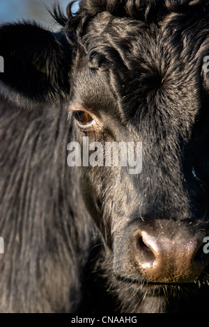 Ritratto di una mucca Foto Stock