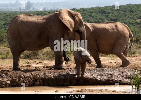 Mamma con vitello all'acqua, Addo Elephant Park, Garden Route, Sud Africa Foto Stock