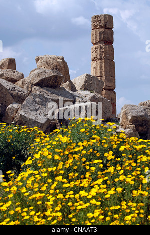 Pilastro di pietra e fiori di colore giallo tra le rovine del Tempio C, un Hexastyle dorico edificio, a Selinunte, Sicilia, Italia Foto Stock