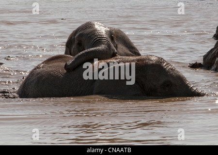 Elefanti di tori che giocano nell'acqua, Addo Elephant Park, Garden Route, Sud Africa Foto Stock