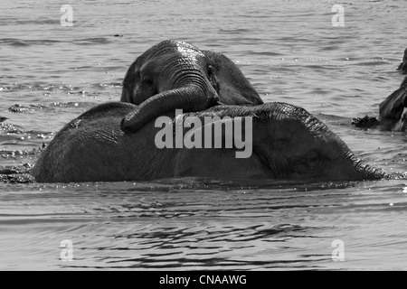 Elefanti toro giocare in acqua, monocromo, Addo Elephant Park, Garden Route, Sud Africa Foto Stock