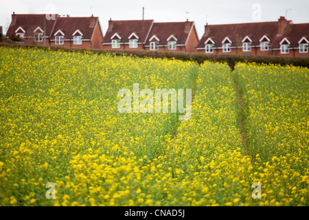 Campo di colza in Suckley,Worcestershire,l'Inghilterra,leggera profondità di campo che mostra la scatola moderna Foto Stock