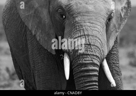 Bull Elephant Addo Elephant Park, Garden Route, Sudafrica Foto Stock
