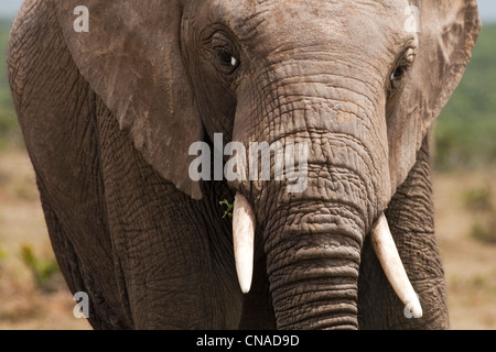 Bull Elephant Addo Elephant Park, Garden Route, Sudafrica Foto Stock