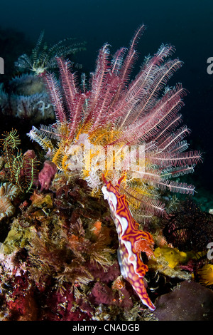 Un magnifico nudibranch, Ceratosoma magnificum, esplorare al di sotto di una piuma star su una diversa barriera corallina. Isola di Rinca, Indonesia. Foto Stock