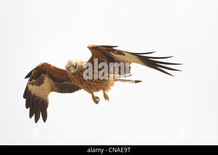 Nibbio reale (Milvus milvus) in volo. Pirenei. Lleida. La Catalogna. Spagna. Foto Stock