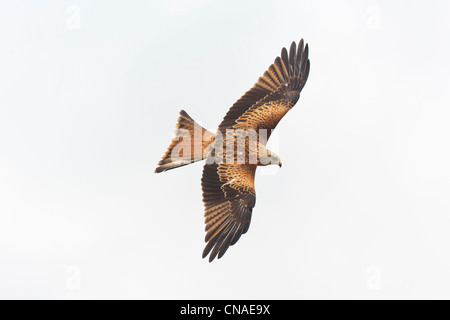 Nibbio reale (Milvus milvus) in volo. Pirenei. Lleida. La Catalogna. Spagna. Foto Stock