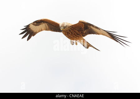 Nibbio reale (Milvus milvus) in volo. Pirenei. Lleida. La Catalogna. Spagna. Foto Stock