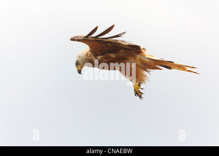 Nibbio reale (Milvus milvus) in volo. Pirenei. Lleida. La Catalogna. Spagna. Foto Stock