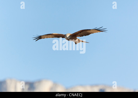 Nibbio reale (Milvus milvus) in volo. Pirenei. Lleida. La Catalogna. Spagna. Foto Stock