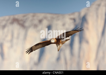 Nibbio reale (Milvus milvus) in volo. Pirenei. Lleida. La Catalogna. Spagna. Foto Stock