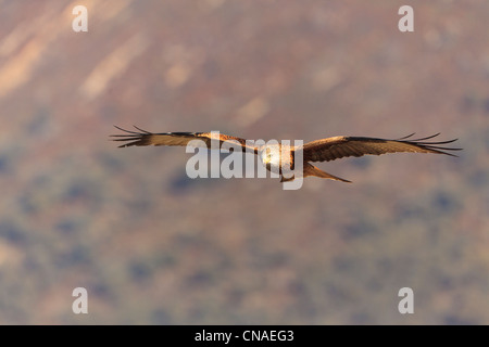 Nibbio reale (Milvus milvus) in volo. Pirenei. Lleida. La Catalogna. Spagna. Foto Stock