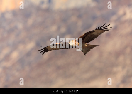 Nibbio reale (Milvus milvus) in volo. Pirenei. Lleida. La Catalogna. Spagna. Foto Stock