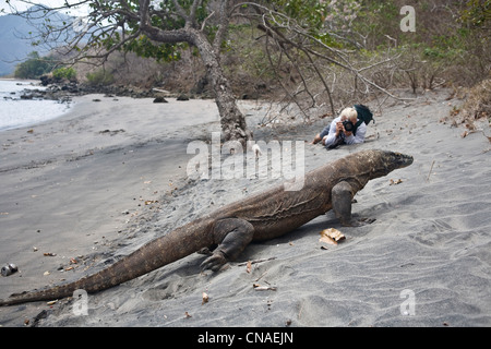 Un fotografo prende le immagini di un drago di Komodo, Varanus komodensis, come essa si aggira il litorale di Rinca isola. Indonesia. Foto Stock