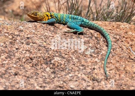 Collare orientale Lizard Crotaphytus collaris collaris maschio montagne Wichita Wildlife Refuge Oklahoma USA Foto Stock