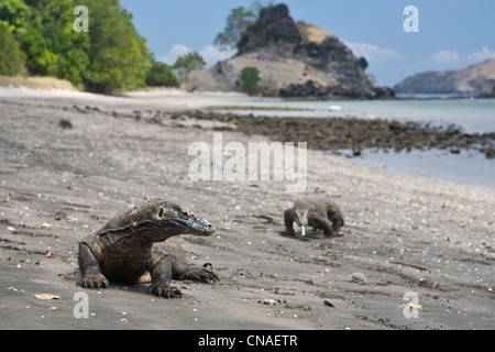 Una coppia di draghi di Komodo, Varanus komodoensis, vagano per il litorale su Rinca isola. Cannibal Rock è in background. Foto Stock