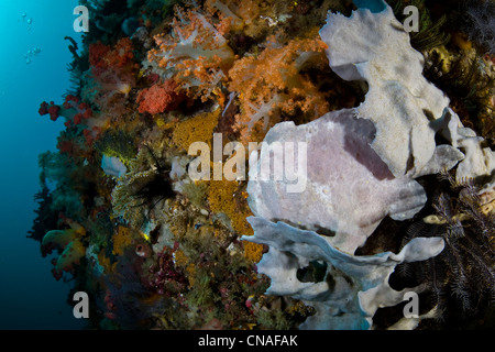 Utilizzando la sua strana forma e camouflage, un gigantesco pesce rana, Antennarius commersoni, si unisce a una diversificata reef dropoff. Komodo. Foto Stock