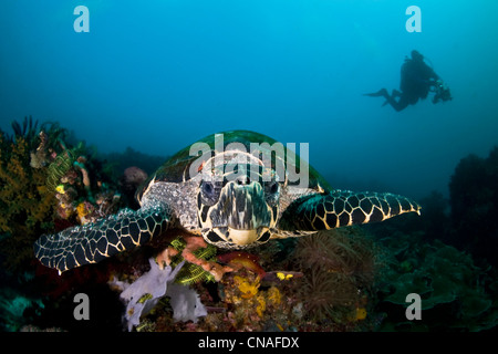Un Hawksbill tartarughe marine, Eretmochelys imbricata, esplora una diversificata reef alla ricerca di cibo di elementi come spugne. Cannibal Rock. Foto Stock