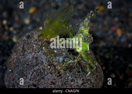 Una punta di freccia del granchio Huenia heraldica, assomiglia a Halimeda alghe ma è leggermente diverso rispetto alle alghe Halimeda granchio. Komodo. Foto Stock