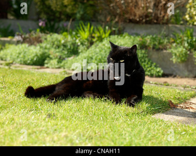 Gatto nero posa sull'erba in giardino Foto Stock