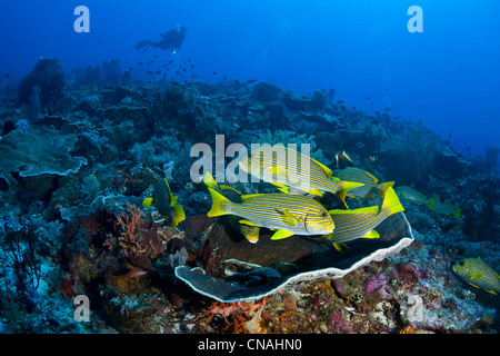 Una scuola di Ribbon sweetlips, Plectorhinchus polytaenia, resto vicino insieme durante il giorno e foraggio a notte per la preda. Foto Stock