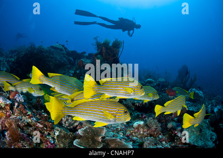 Una scuola di Ribbon sweetlips, Plectorhinchus polytaenia, resto vicino insieme durante il giorno e foraggio a notte per la preda. Foto Stock