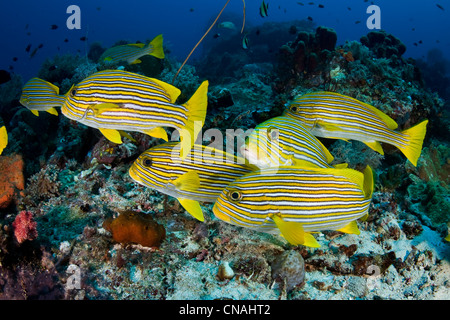 Una piccola scuola di Ribbon sweetlips, Plectorhinchus polytaenia, resto vicino insieme durante il giorno e si diffonde fuori la sera. Foto Stock