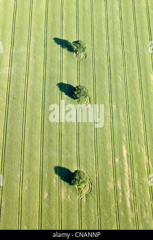 Francia, Loire-Atlantique, Plessé, gli alberi in un campo verde (fotografia aerea) Foto Stock