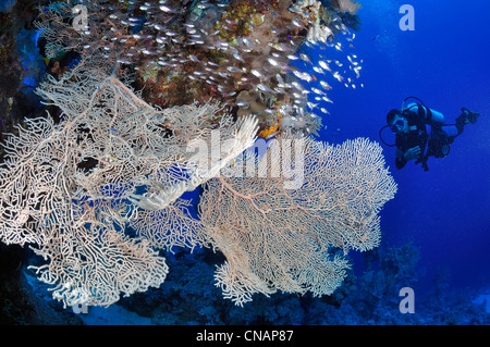 Egitto, Mar Rosso, una barriera corallina con ventola-coralli (Subergorgia hicksoni) e un subacqueo Foto Stock