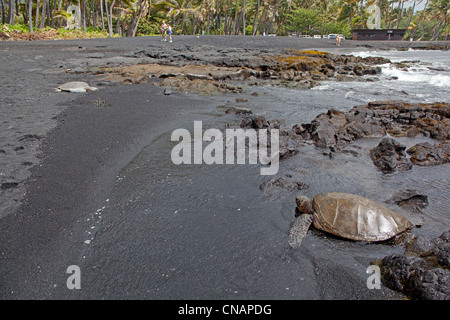 Stati Uniti, Hawaii, Big Island, Spiaggia di sabbia nera di Punaluu, dove le tartarughe verdi lay Foto Stock
