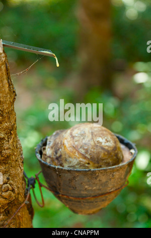 Produzione di lattice Foto Stock