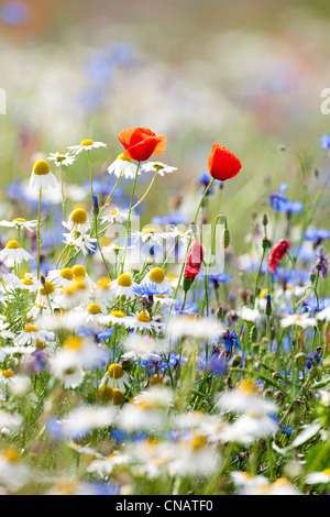 Abbondanza di fioritura fiori selvatici sul prato di primavera Foto Stock