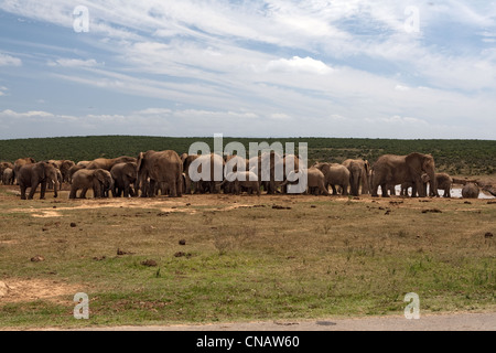 Elefanti A Waterhole, Elephant, Addo Elephant Park, Garden Route, Sud Africa Foto Stock