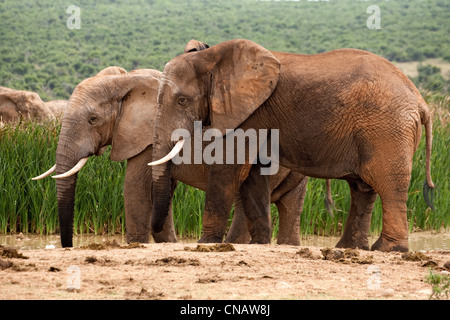 2 elefanti toro, Addo Elephant Park, Garden Route, Sudafrica Foto Stock