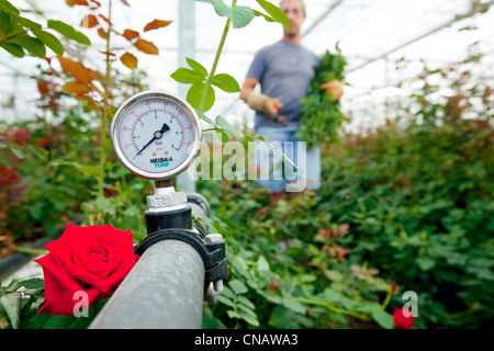 Francia, Var, questa città La Crau, Les Roses du Sud (Le Rose del Sud), obbligatoria menzione, produzione di rose, irrigazione serra, Foto Stock