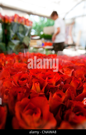 Francia, Var, questa città La Crau, Les Roses du Sud (Le Rose del Sud), obbligatoria menzione, produzione di rose, classificazione, rosa varietà di Foto Stock