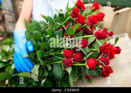 Francia, Var, questa città La Crau, Les Roses du Sud (Le Rose del Sud), obbligatoria menzione, produzione di rose, classificazione, rosa varietà di Foto Stock