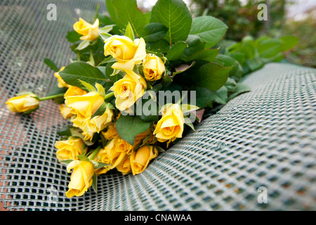 Francia, Var, questa città La Crau, Les Roses du Sud (Le Rose del Sud), obbligatoria menzione, rose di produzione, raccolta di rose, varietà Foto Stock