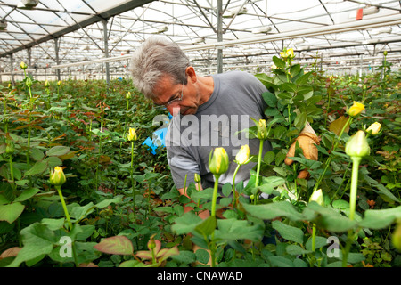 Francia, Var, questa città La Crau, Les Roses du Sud (Le Rose del Sud), obbligatoria menzione, rose di produzione, raccolta di rose, varietà Foto Stock