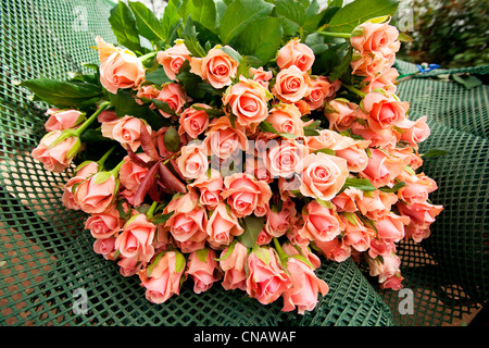 Francia, Var, questa città La Crau, Les Roses du Sud (Le Rose del Sud), obbligatoria menzione, rose di produzione, raccolta di rose, Rose Foto Stock