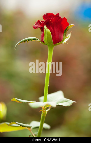 Francia, Var, questa città La Crau, Les Roses du Sud (Le Rose del Sud), obbligatoria menzione, rose, la produzione di varietà di rose di grande Foto Stock