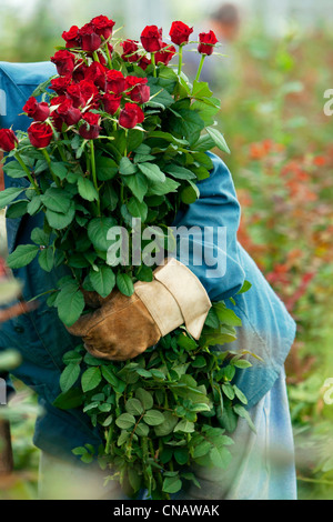 Francia, Var, questa città La Crau, Les Roses du Sud (Le Rose del Sud), obbligatoria menzione, rose di produzione, raccolta di rose, Rose Foto Stock