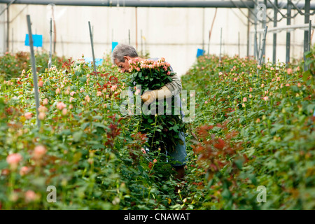 Francia, Var, questa città La Crau, Les Roses du Sud (Le Rose del Sud), obbligatoria menzione, rose di produzione, raccolta di rose, varietà Foto Stock