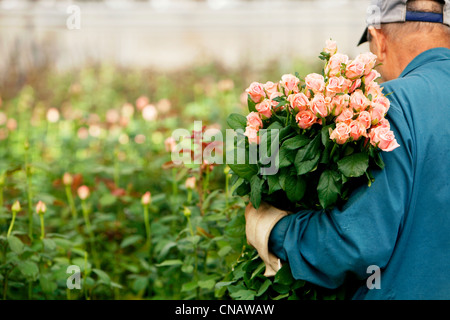 Francia, Var, questa città La Crau, Les Roses du Sud (Le Rose del Sud), obbligatoria menzione, rose di produzione, raccolta di rose, varietà Foto Stock