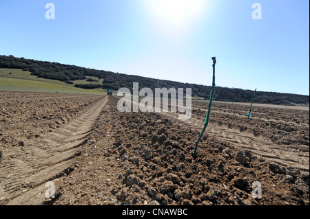 La Station Wagon Rathfinny vigna a Alfriston in East Sussex Regno Unito Foto Stock