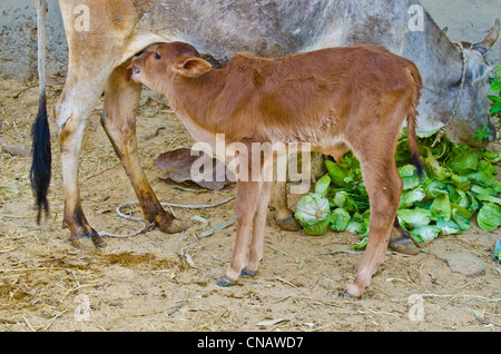 Alimentazione di vitello latte da sua madre e la mucca mangiare verde guscio outter di cavolo nero Foto Stock