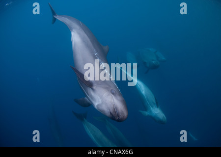 False Orche nuoto insieme Foto Stock